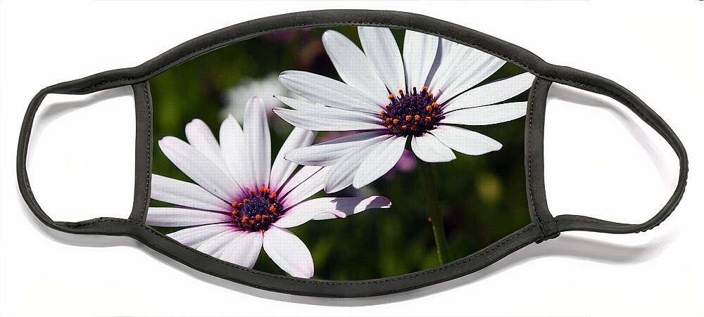 Purple Face Mask featuring the photograph Purple Daisies by Kelly Holm