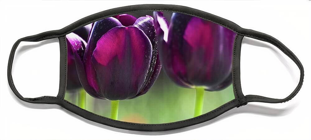 Tulip Face Mask featuring the photograph Purple tulips by Heiko Koehrer-Wagner