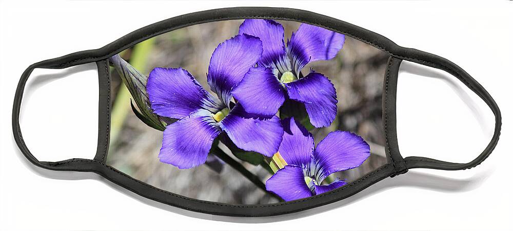 Wildflower Face Mask featuring the photograph Purple Wildflower by Shane Bechler
