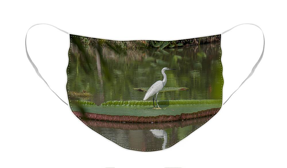 Nature Face Mask featuring the photograph Queen Victoria Water Lily Pad with Little Egret DTHB1618 by Gerry Gantt