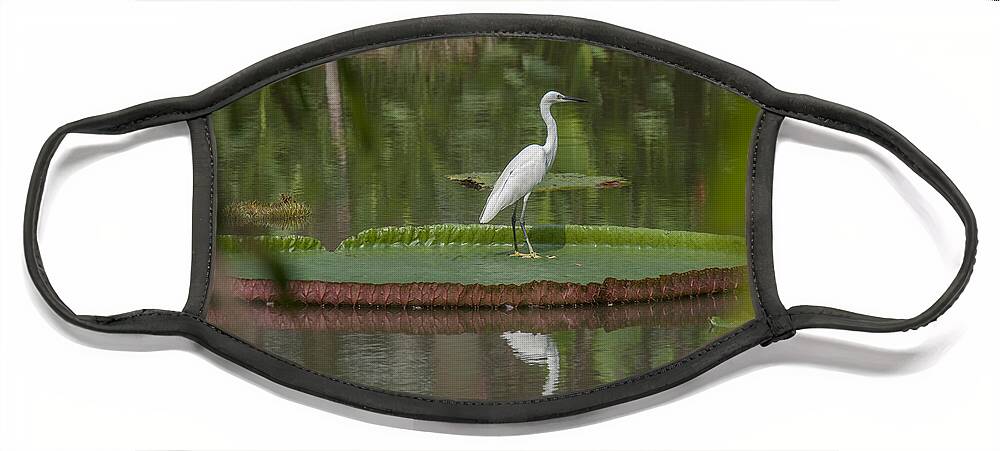 Nature Face Mask featuring the photograph Queen Victoria Water Lily Pad with Little Egret DTHB1618 by Gerry Gantt