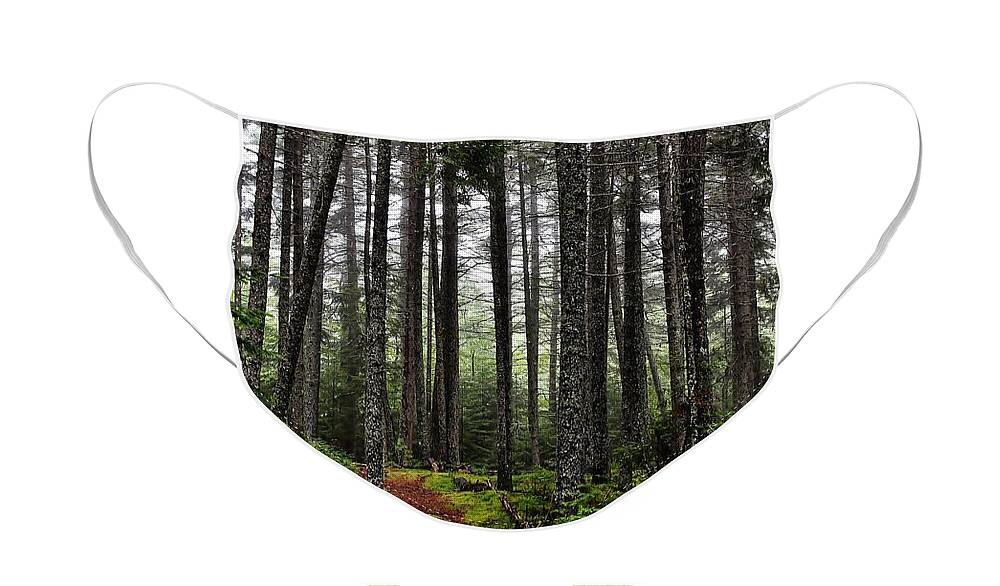 Woods Face Mask featuring the photograph Quiet Woods by Karin Pinkham