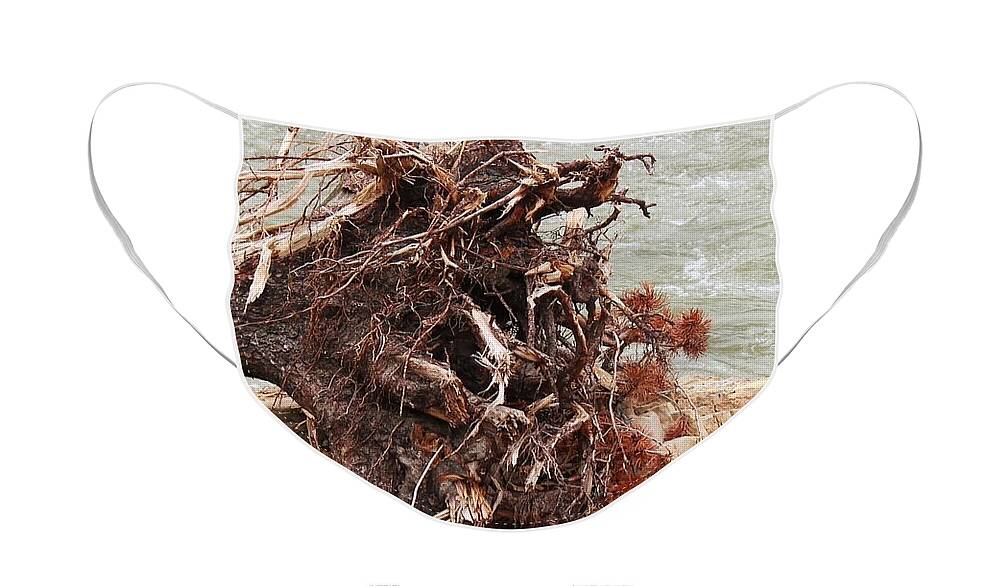 Tree Face Mask featuring the photograph Ravaged Roots by Ann E Robson