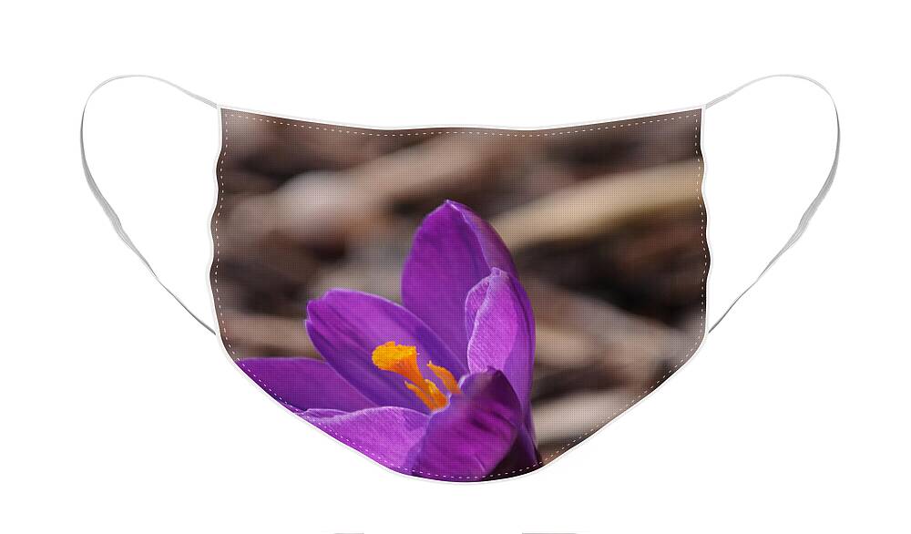 Crocus Face Mask featuring the photograph Reaching for the Sun by Lara Ellis