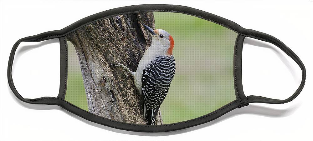 Woodpecker Face Mask featuring the photograph Red Bellied Woodpecker on a Tree by Heather Applegate