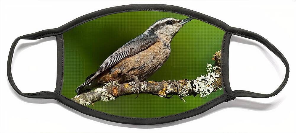 Animal Face Mask featuring the photograph Red Breasted Nuthatch in a Tree by Jeff Goulden