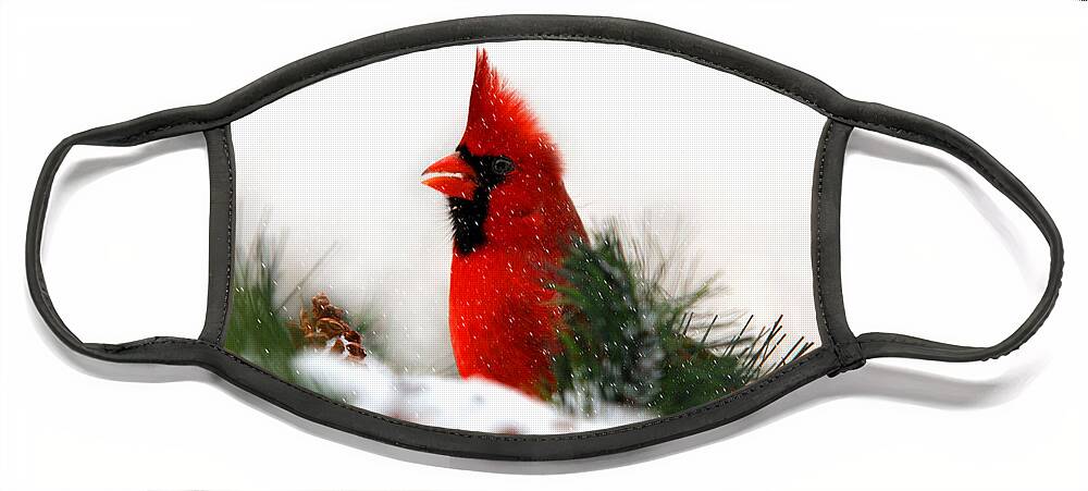 Cardinal Face Mask featuring the photograph Red Cardinal by Christina Rollo