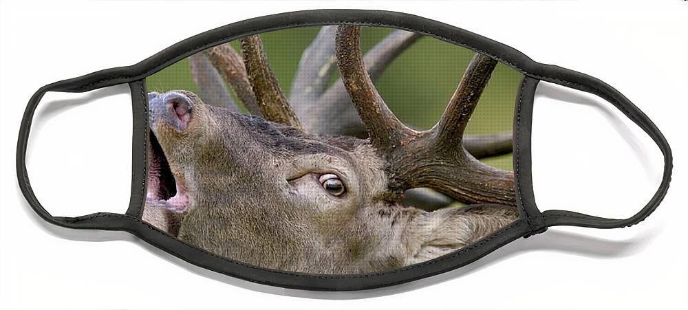 00620916 Face Mask featuring the photograph Red Deer Cervus Elaphus Stag Bugling by Cyril Ruoso