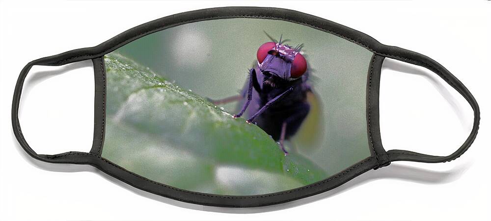 Insects Face Mask featuring the photograph Red Eye by Jennifer Robin