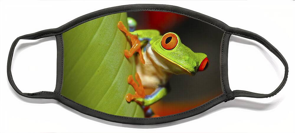 Wildlife Face Mask featuring the photograph Red Eyed Leaf Frog by Bob Hislop