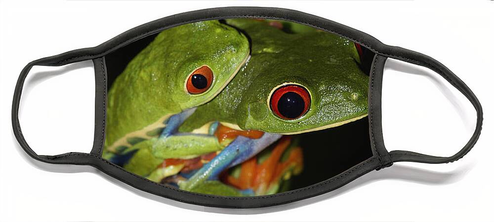 Feb0514 Face Mask featuring the photograph Red-eyed Tree Frogs Mating Costa Rica by Hiroya Minakuchi