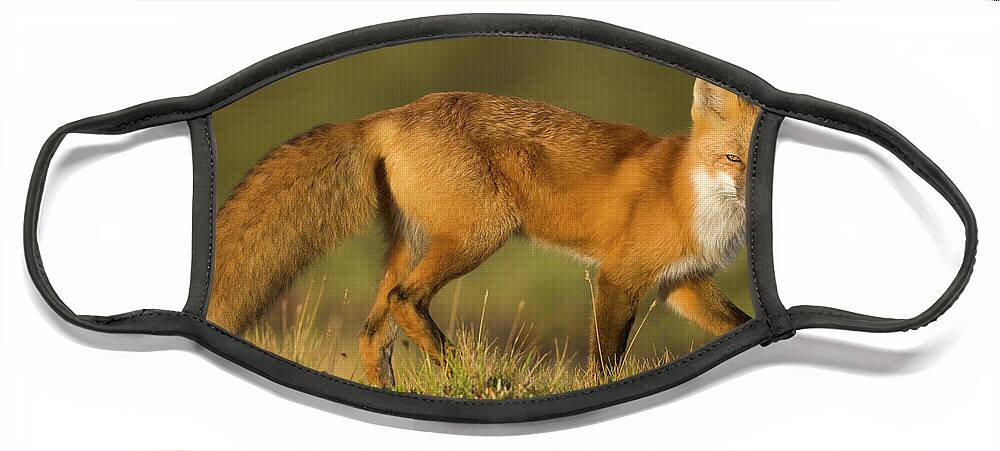 00440911 Face Mask featuring the photograph Red Fox Hunting in Denali by Yva Momatiuk John Eastcott