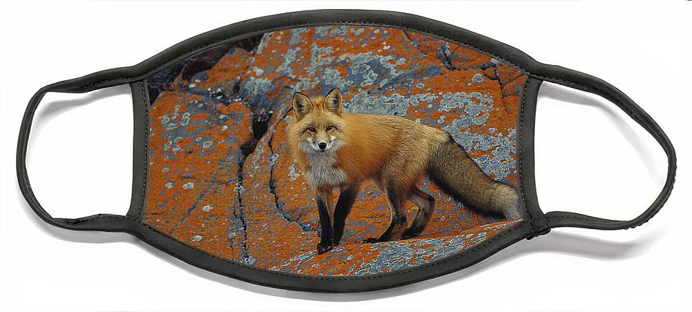Feb0514 Face Mask featuring the photograph Red Fox On Rocks With Orange Lichen by Konrad Wothe