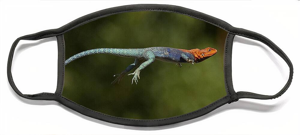 Feb0514 Face Mask featuring the photograph Red-headed Rock Agama Lizard Jumping by San Diego Zoo