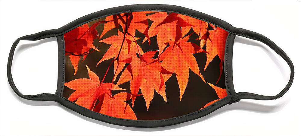 Japanese Maple Tree Face Mask featuring the photograph Japanese Maple Leaves in Fall by Valerie Collins