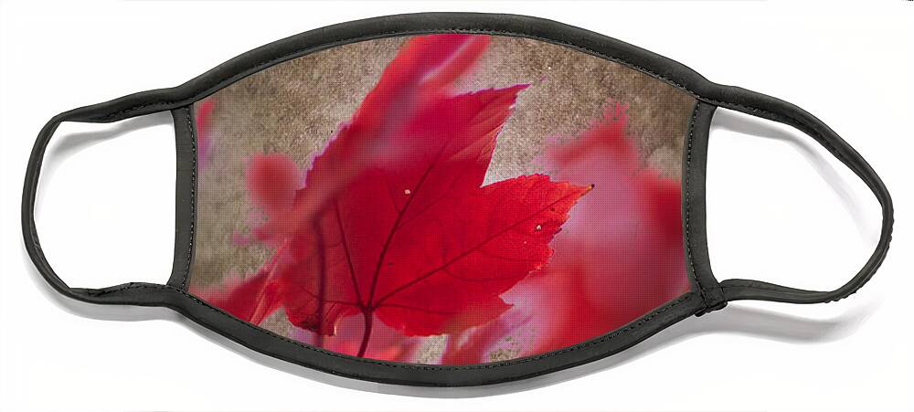 Artistic Fall Colors Face Mask featuring the photograph Red Maple Dreams by Jeff Folger