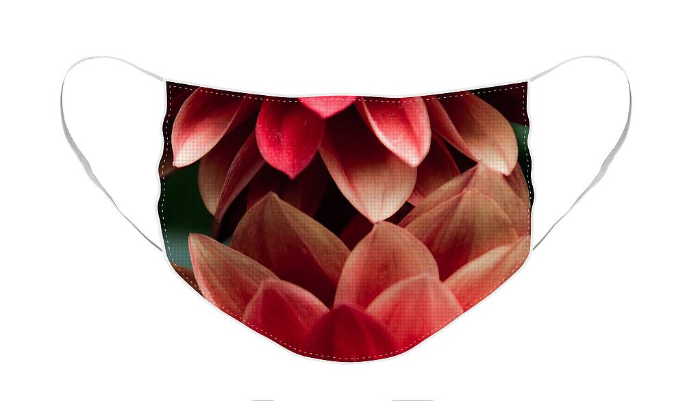 Flowers Face Mask featuring the photograph Red Petals Square by Glenn DiPaola