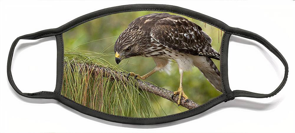 Red-shouldered Hawk Face Mask featuring the photograph Red Shouldered Hawk Photo by Meg Rousher