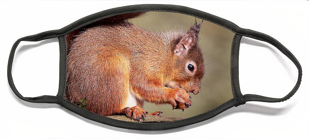 Red Squirrel Face Mask featuring the photograph Red Squirrel perched portrait by Grant Glendinning