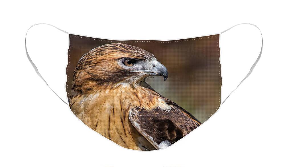 Red Tailed Hawk Face Mask featuring the photograph Red Tail Hawk by Dale Kincaid