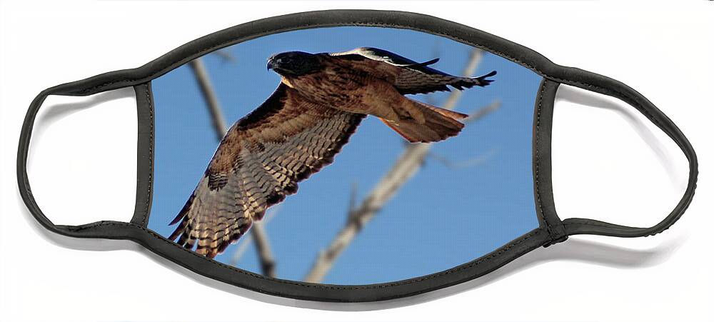 Colorado Face Mask featuring the photograph Red Tail Hawk II by Bob Hislop