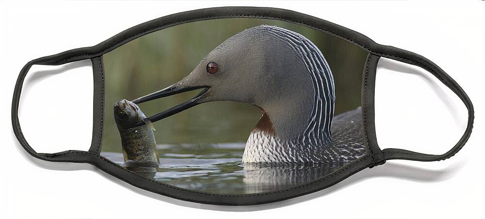 Feb0514 Face Mask featuring the photograph Red-throated Loon With Fish Alaska by Michael Quinton