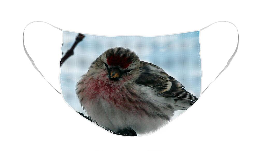 Redpoll Face Mask featuring the photograph Redpoll by Jackson Pearson