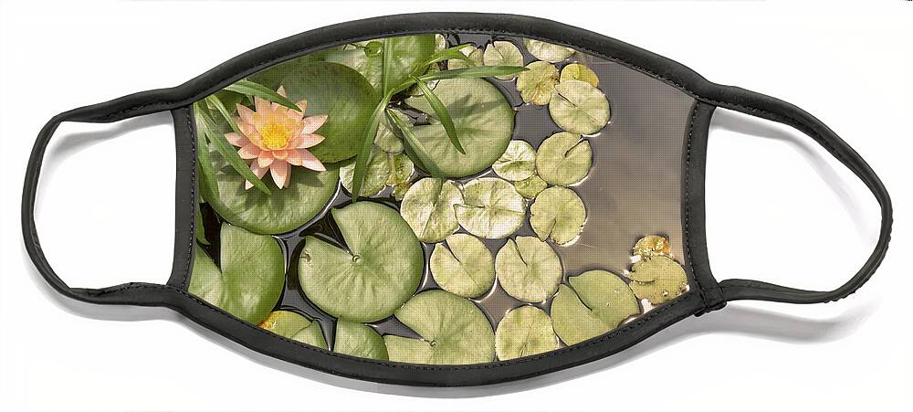 Water Lilies Face Mask featuring the photograph Reflected Light upon Flowering Water Lilies by Jason Politte