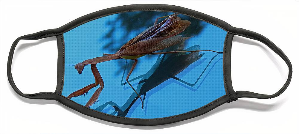 Insects Face Mask featuring the photograph Reflections of a Mantis by Jennifer Robin