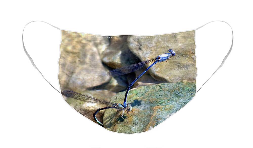 Blue Dragonflies Face Mask featuring the photograph Refueling Dragonflies by Peggy Franz