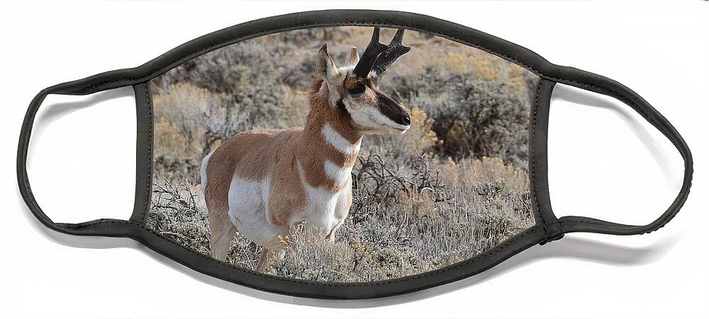 Antelope Face Mask featuring the photograph Regal Patriarch by Dorrene BrownButterfield