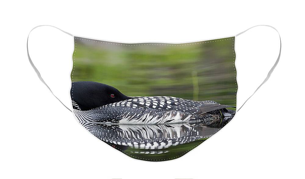 Common Loon Face Mask featuring the photograph Resting Loon by John Vose