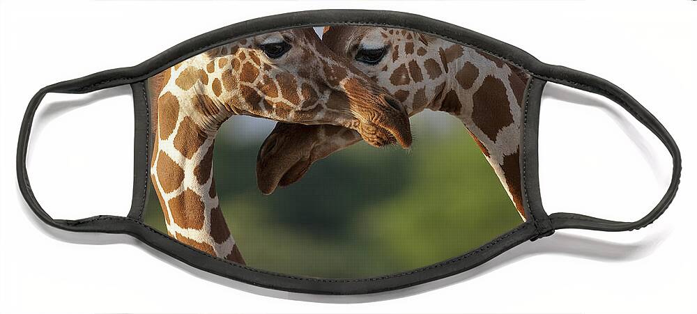Africa Face Mask featuring the photograph Reticulated Giraffe by John Shaw