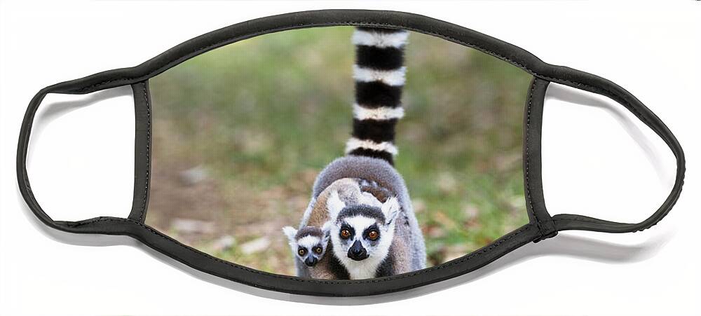 Feb0514 Face Mask featuring the photograph Ring-tailed Lemur Mother Carrying Young by Konrad Wothe