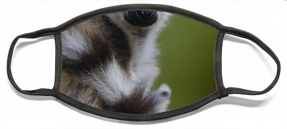 Feb0514 Face Mask featuring the photograph Ring-tailed Lemur Portrait Berenty by Pete Oxford