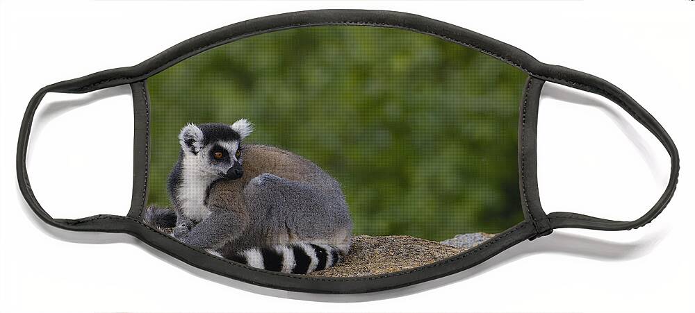 Feb0514 Face Mask featuring the photograph Ring-tailed Lemur Resting On Rocks by Pete Oxford