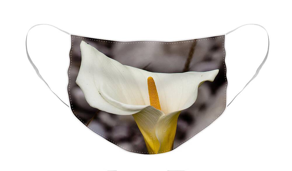 White Flower Face Mask featuring the photograph Rock Calla Lily by Melinda Ledsome