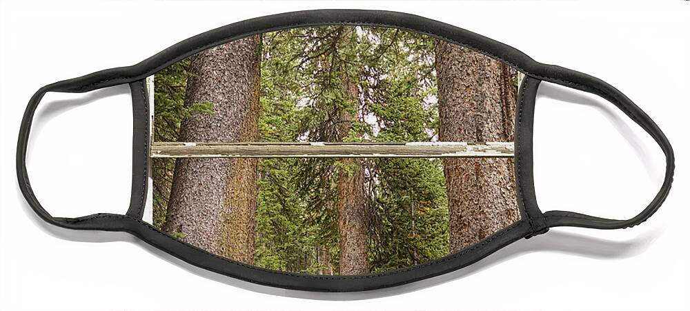 Forest Face Mask featuring the photograph Rocky Mountain Forest Window View by James BO Insogna