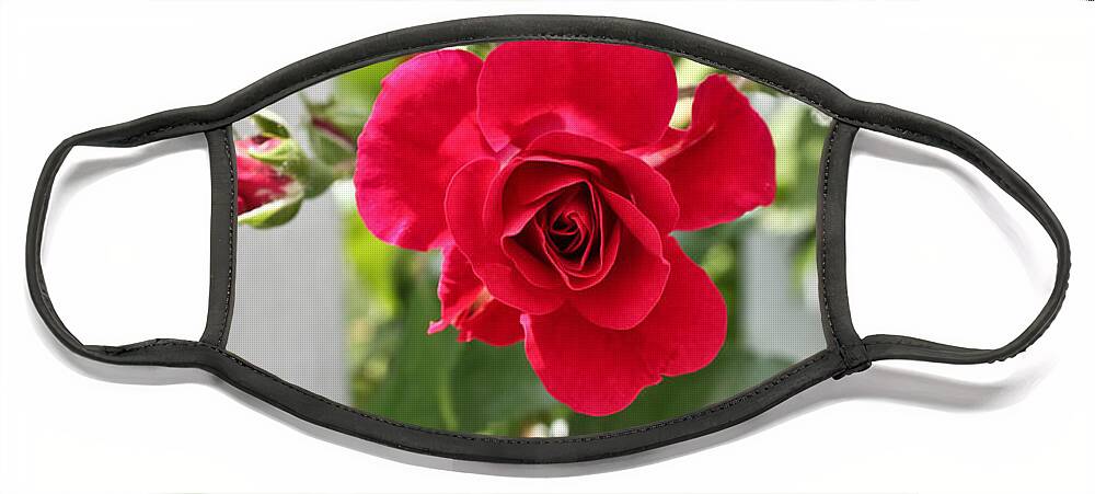 Red Rose Photographs Face Mask featuring the photograph Roses Are Red by Joann Copeland-Paul