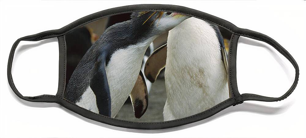 Feb0514 Face Mask featuring the photograph Royal Penguin Pair Macquarie Isl by Konrad Wothe