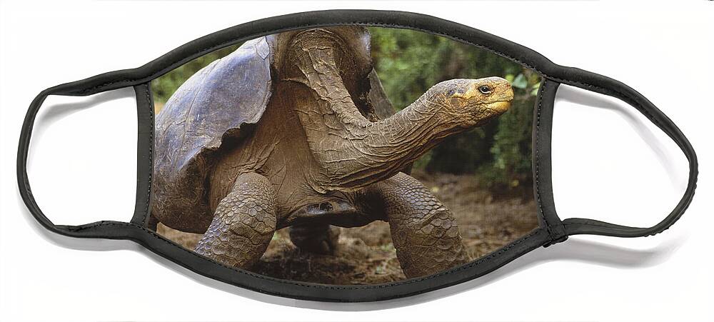 Feb0514 Face Mask featuring the photograph Saddleback Galapagos Tortoise Male by Tui De Roy
