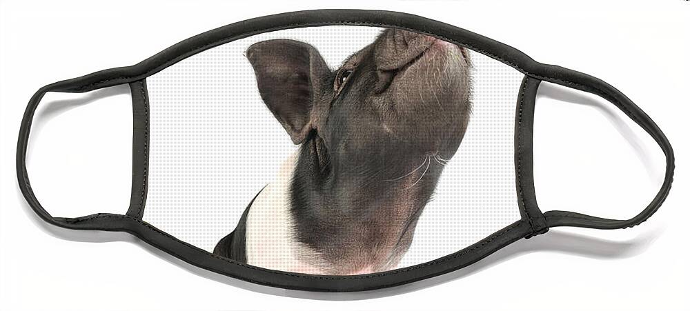 Pig Face Mask featuring the photograph Saddleback Piglet by John Daniels
