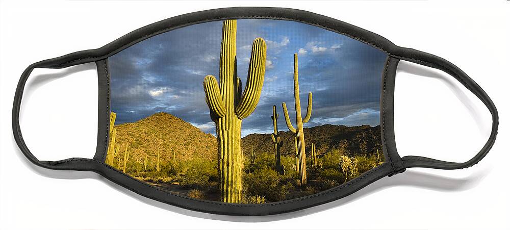 Feb0514 Face Mask featuring the photograph Saguaro Cacti In Desert Arizona by Tom Vezo