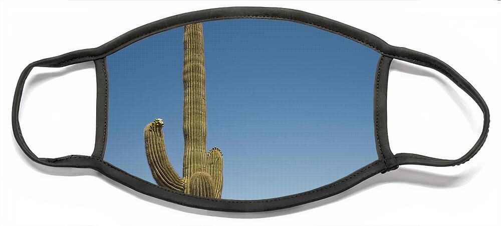 Saguaro Face Mask featuring the photograph Saguaro Cactus in Bloom by Marianne Campolongo