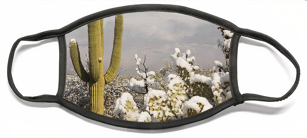 Feb0514 Face Mask featuring the photograph Saguaro Cactus In Snow Saguaro Np by Tom Vezo