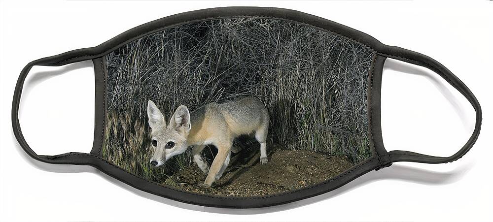 Feb0514 Face Mask featuring the photograph San Joaquin Kit Fox At Night Carrizo by Kevin Schafer