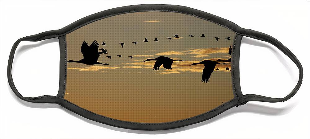 Sandhill Cranes Face Mask featuring the photograph Sandhill Cranes at Sunset by John Greco