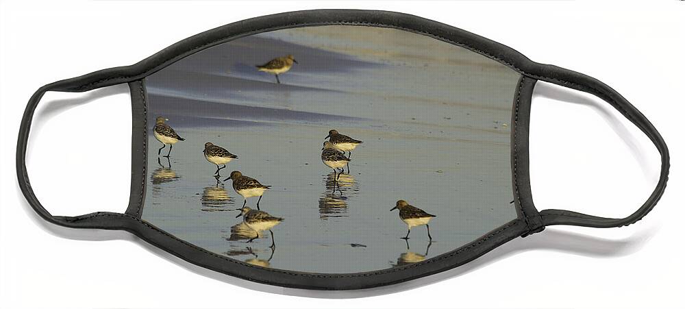 susan Molnar Face Mask featuring the photograph Sandpiper Sunset Reflection by Susan Molnar