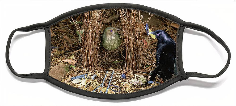 00510683 Face Mask featuring the photograph Satin Bowerbird Pair at Bower by Michael and Patricia Fogden