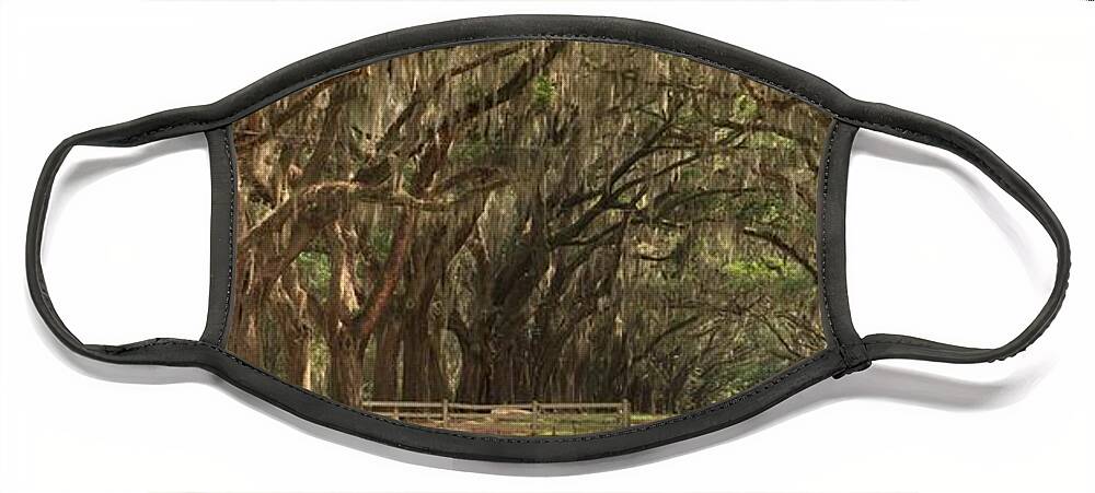 Avenue Of The Oaks Face Mask featuring the photograph Savannah Avenue Of The Oaks Panorama by Adam Jewell